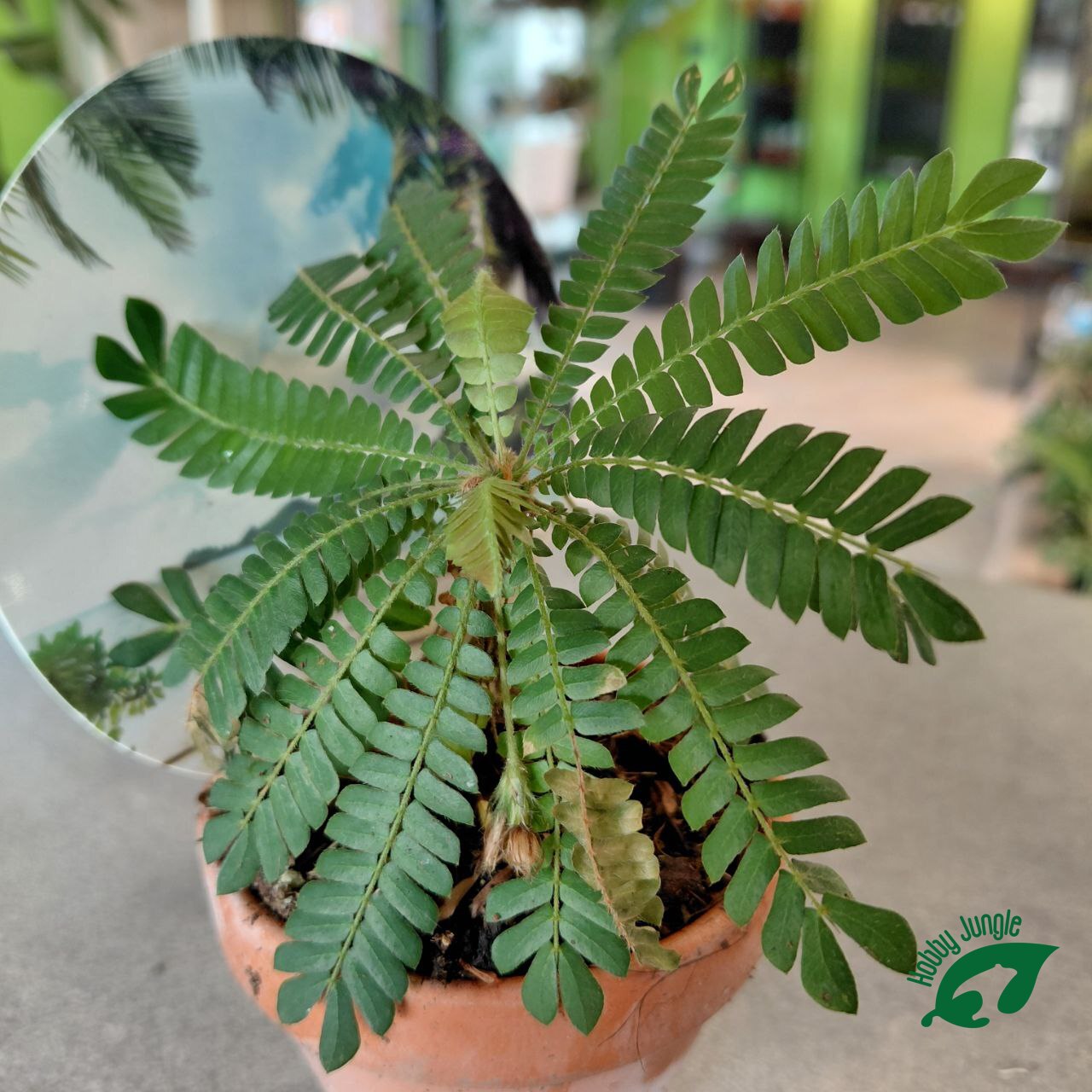 Biophytum sensitivum