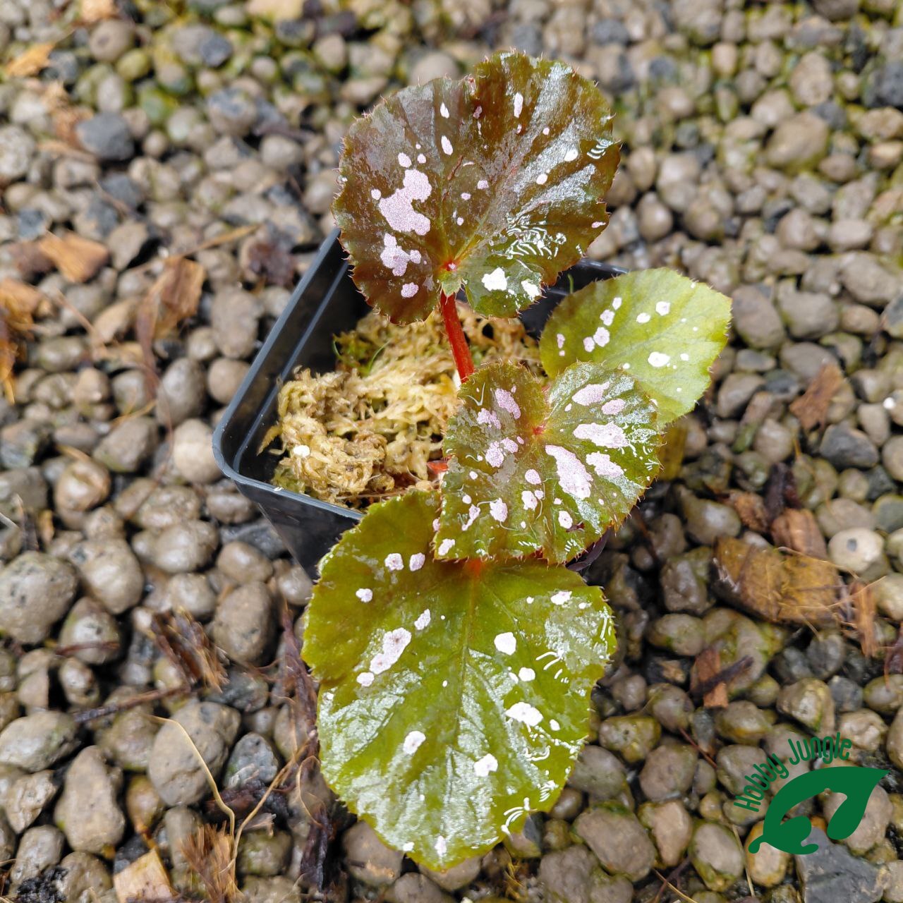 Begonia rex "pink pop"