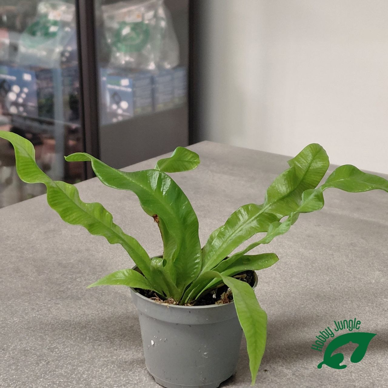 Asplenium nidus ‘Crispy Wave’