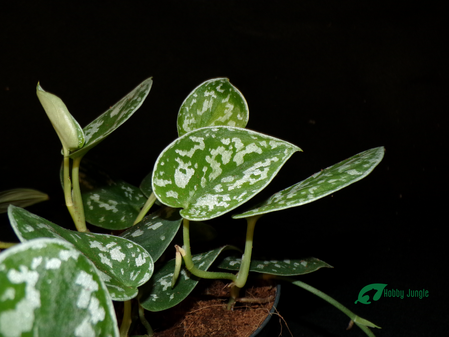 Scindapsus Pictus "Argyraeus" (Silver Pothos)