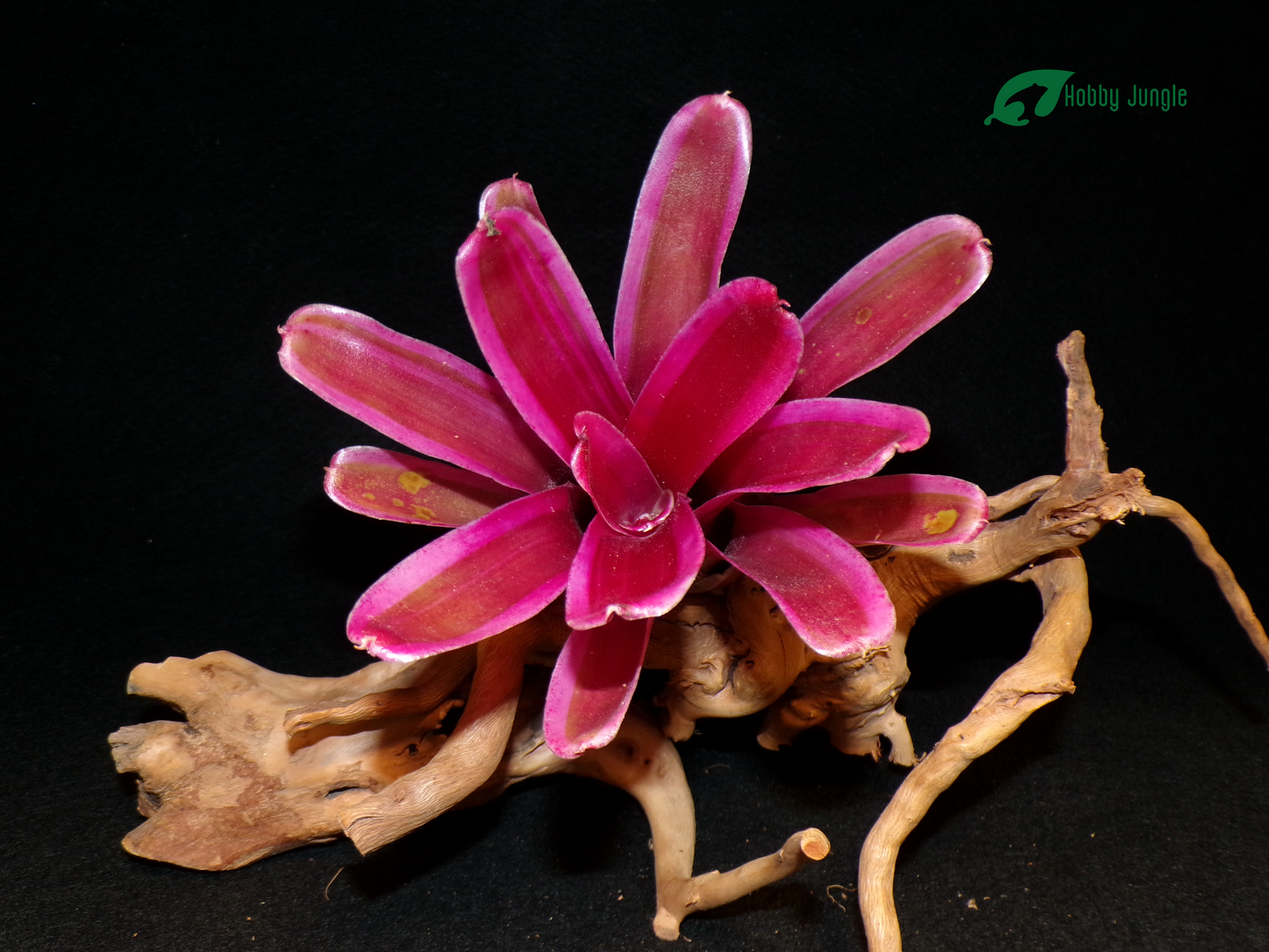Neoregelia Pink