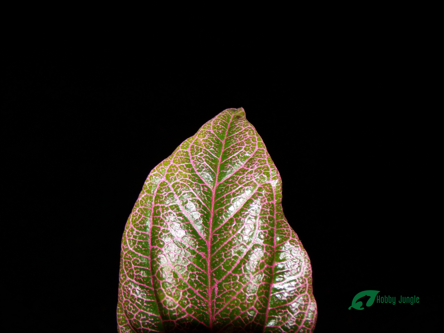 Piper sp. Pink Veins