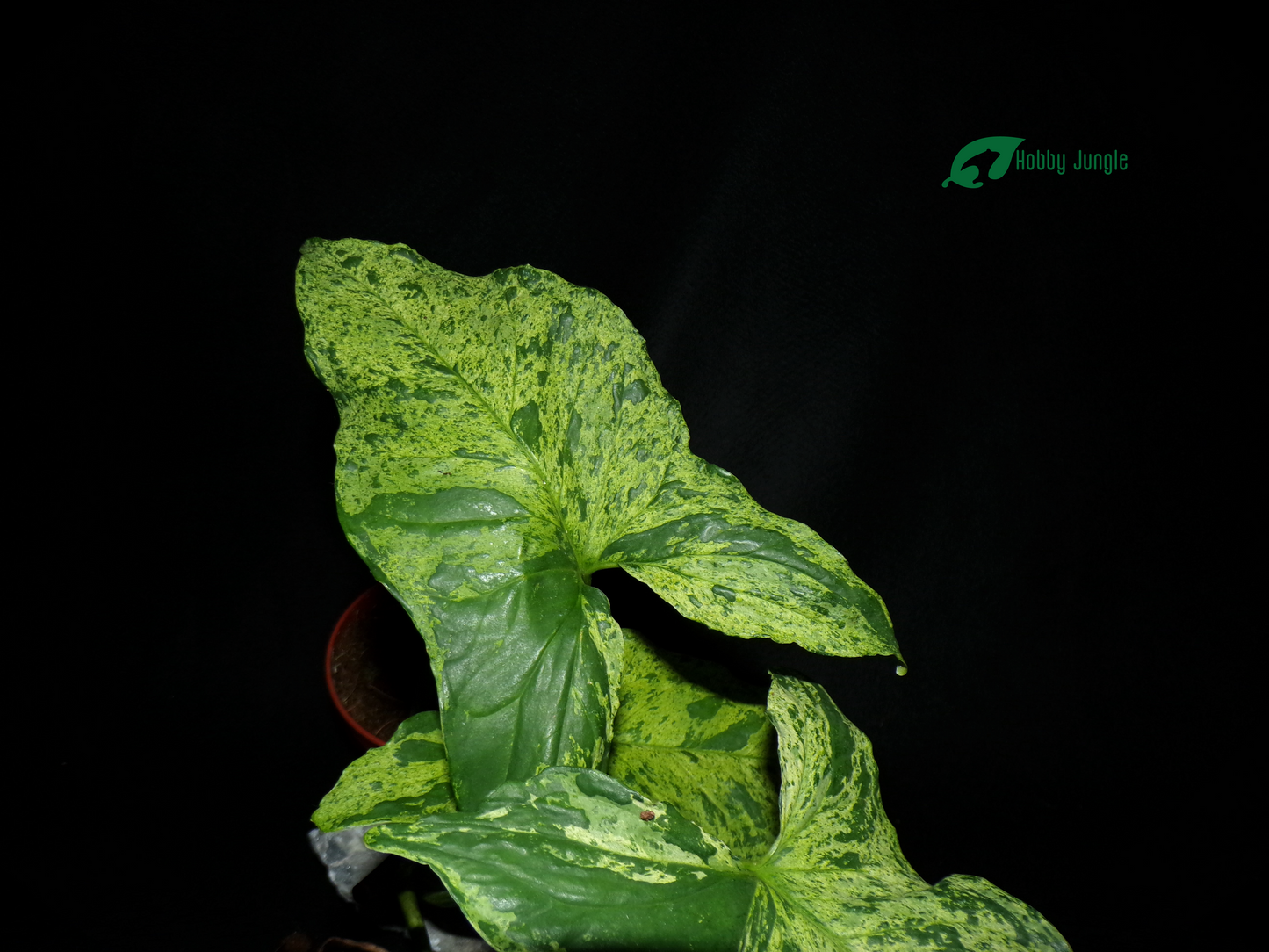 Syngonium podophyllum "Mottled"