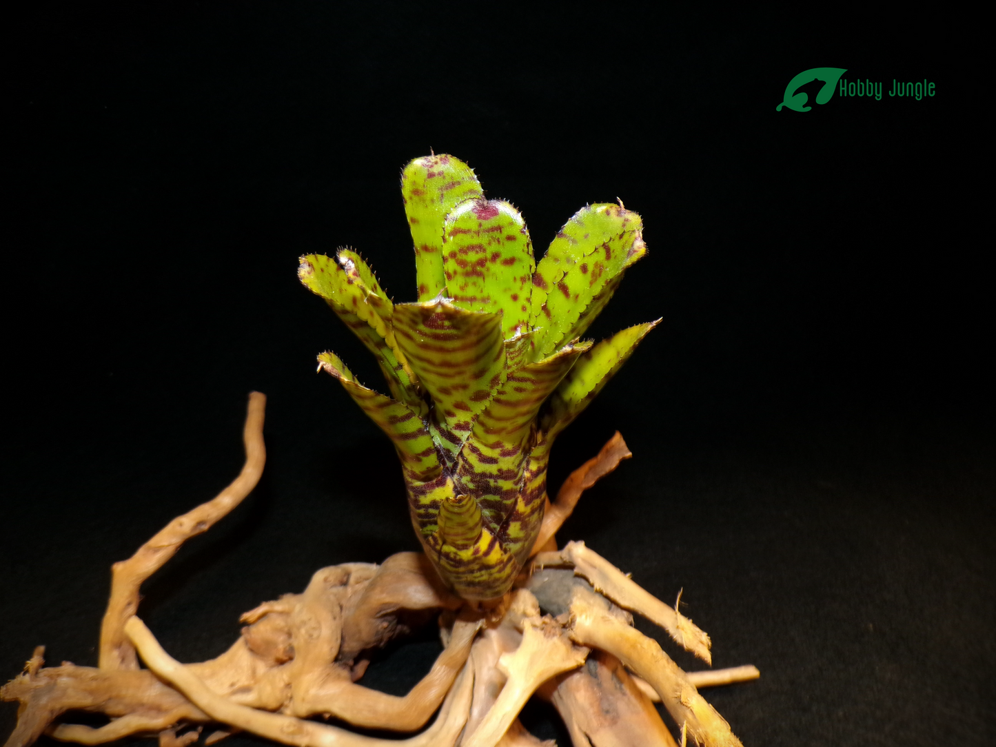 Neoregelia Punctatissima