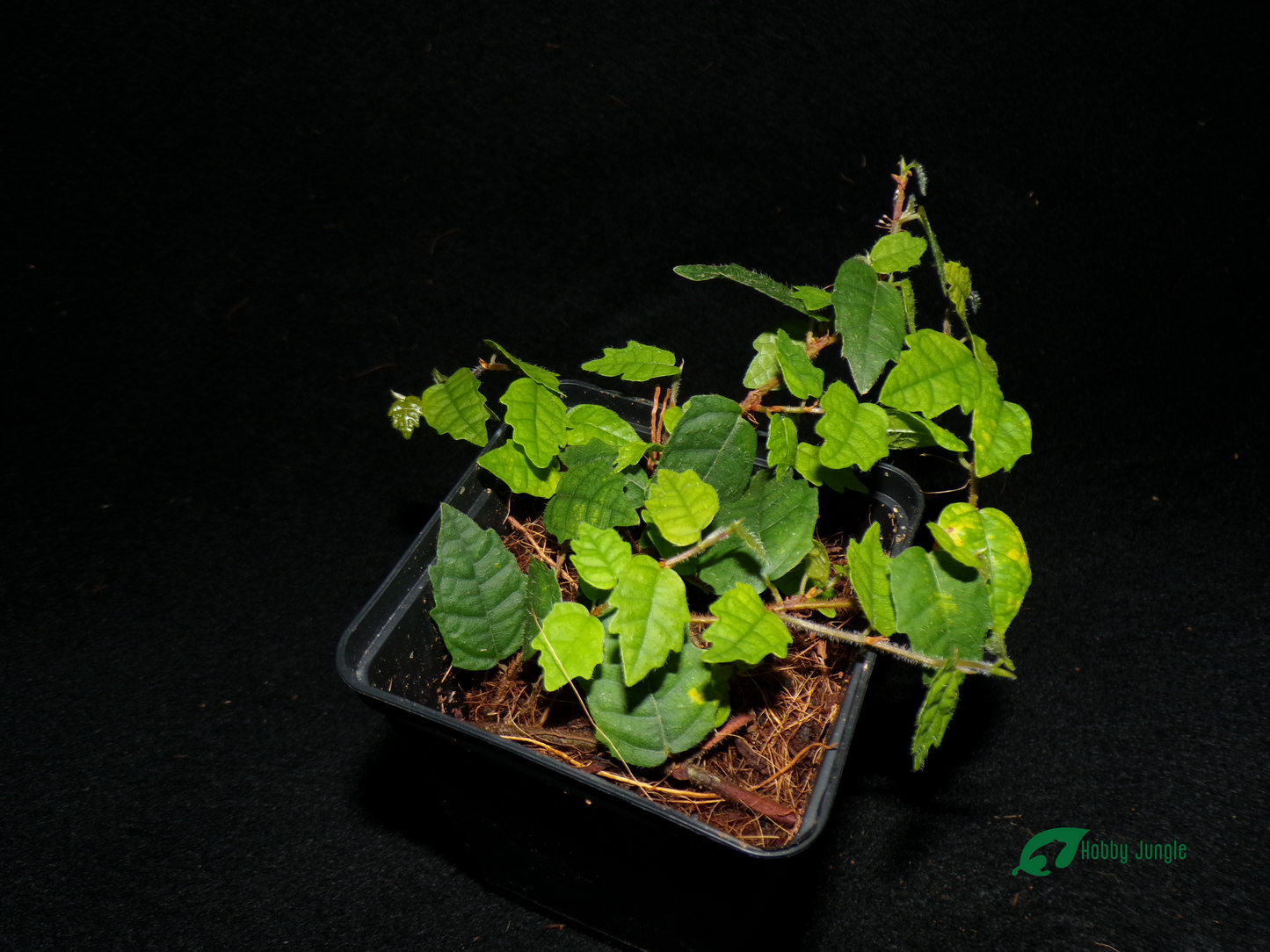 Ficus sp. scandens quercifolia