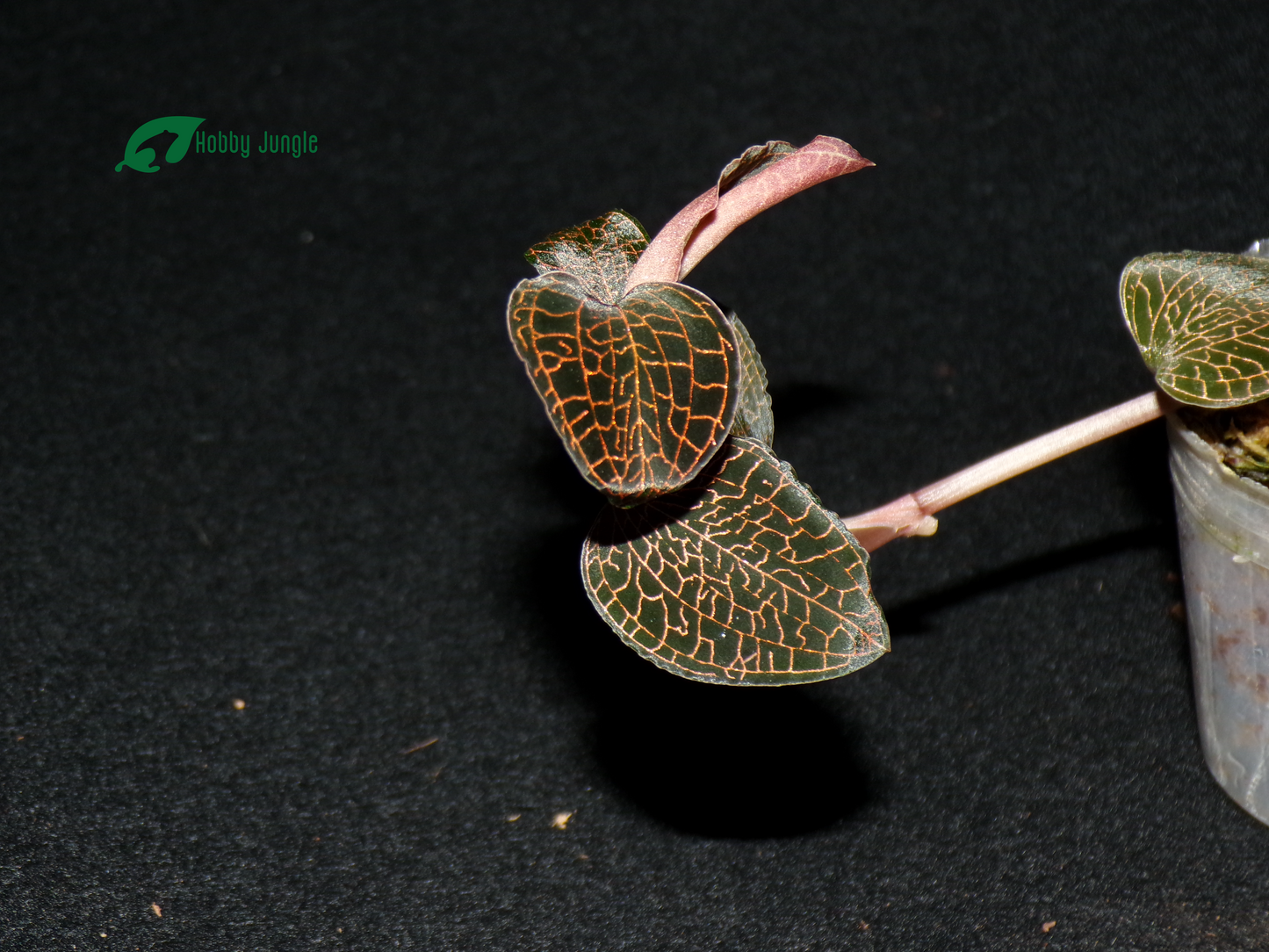 Anoectochilus Roxburghii Red (RARA)