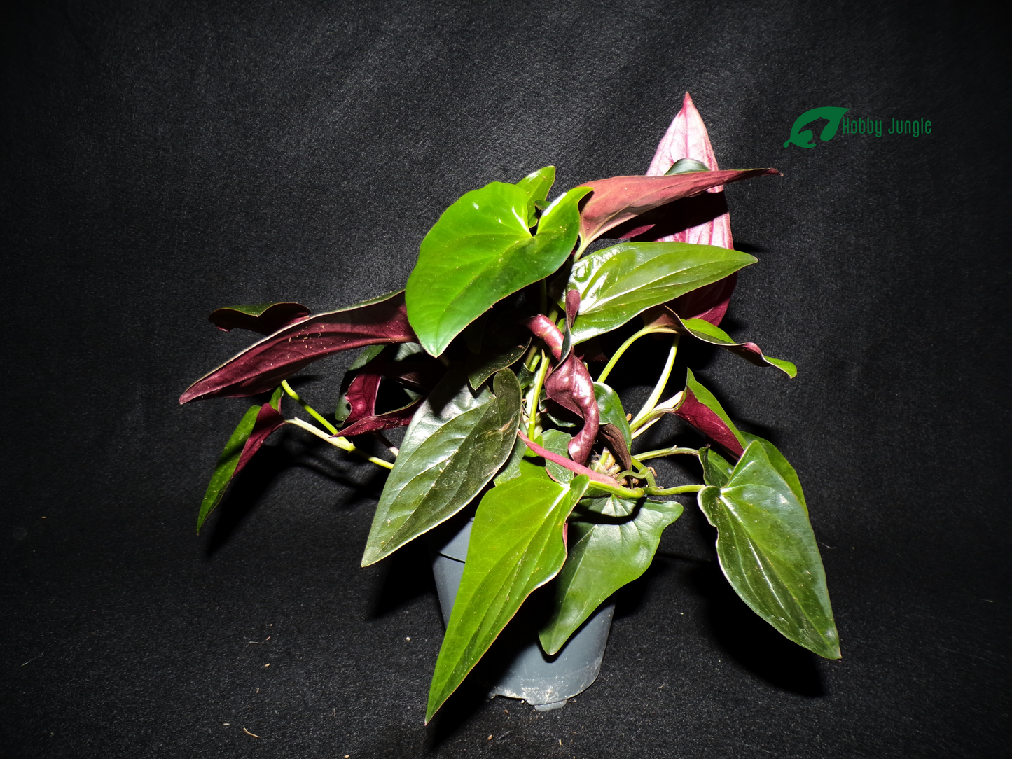 Syngonium erythrophyllum "Red Arrow"