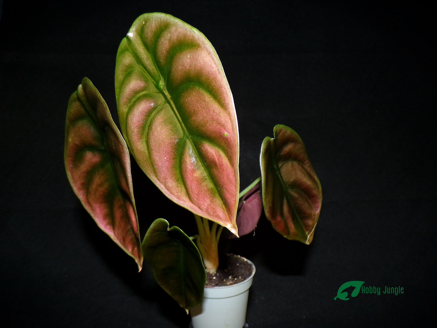 Alocasia cuprea "Red Secret"