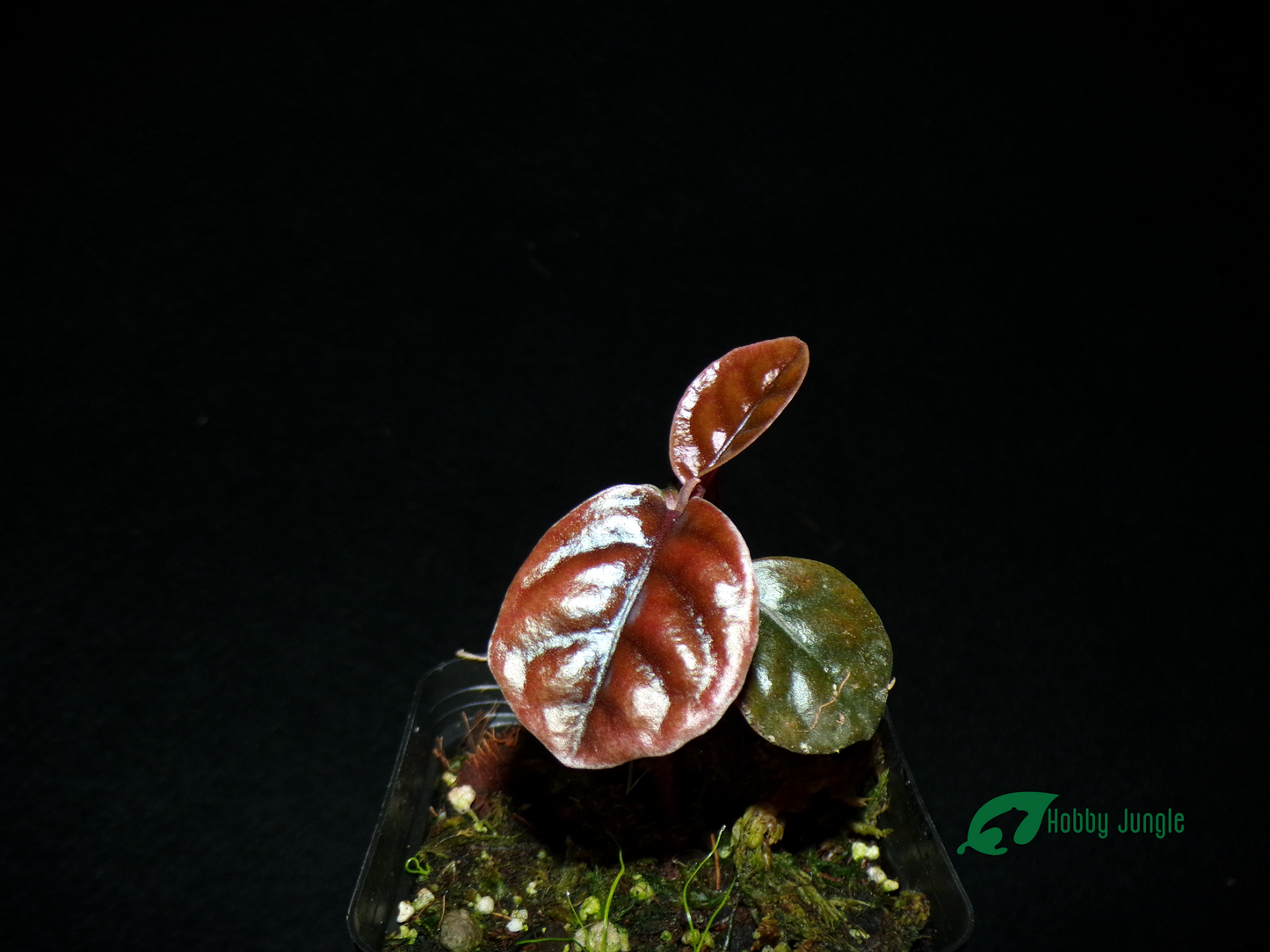 Labisia sp. Rhino skin