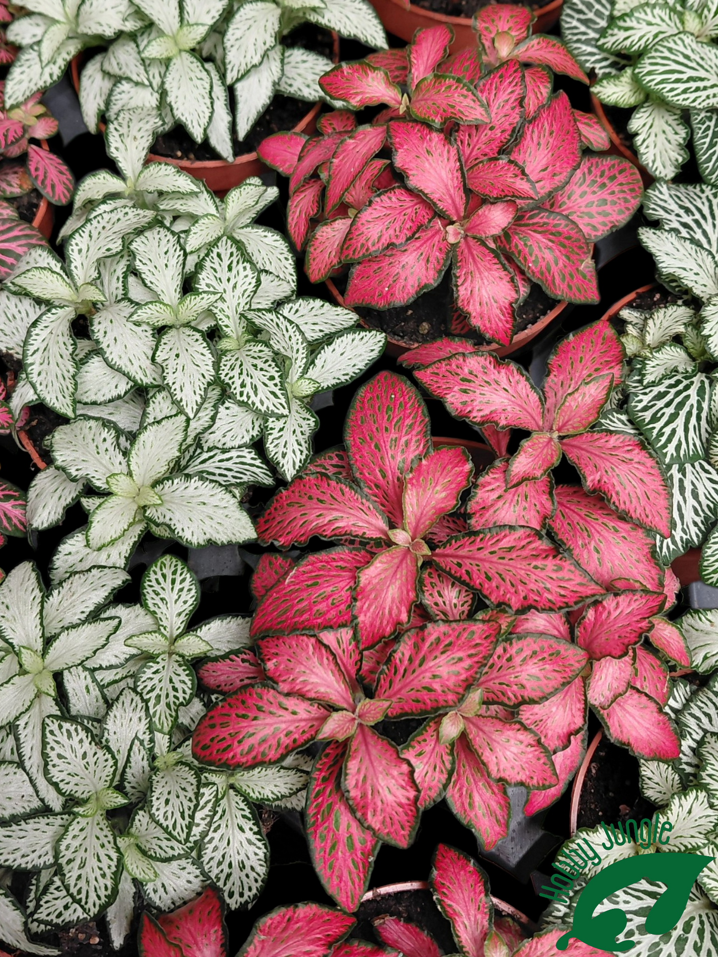 Fittonia Mix