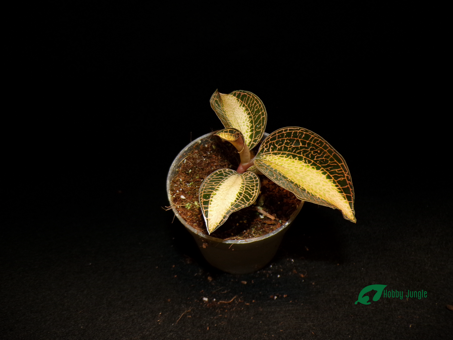 Anoectochilus roxburghii