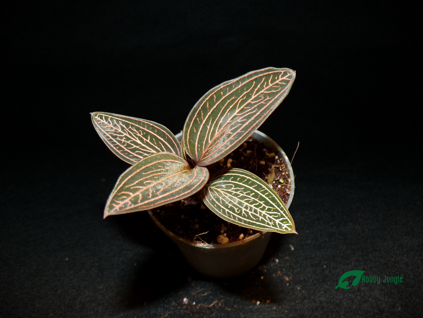 Anoectochilus Roxburghii x Ludisia discolor Spiderman (RARA)