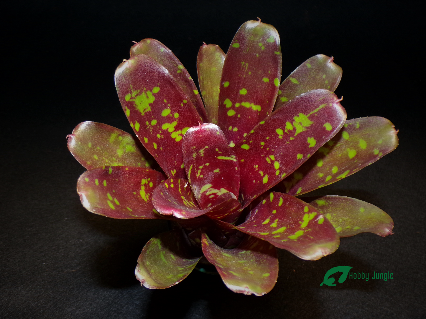 Neoregelia Royal Burgundy x Fireball