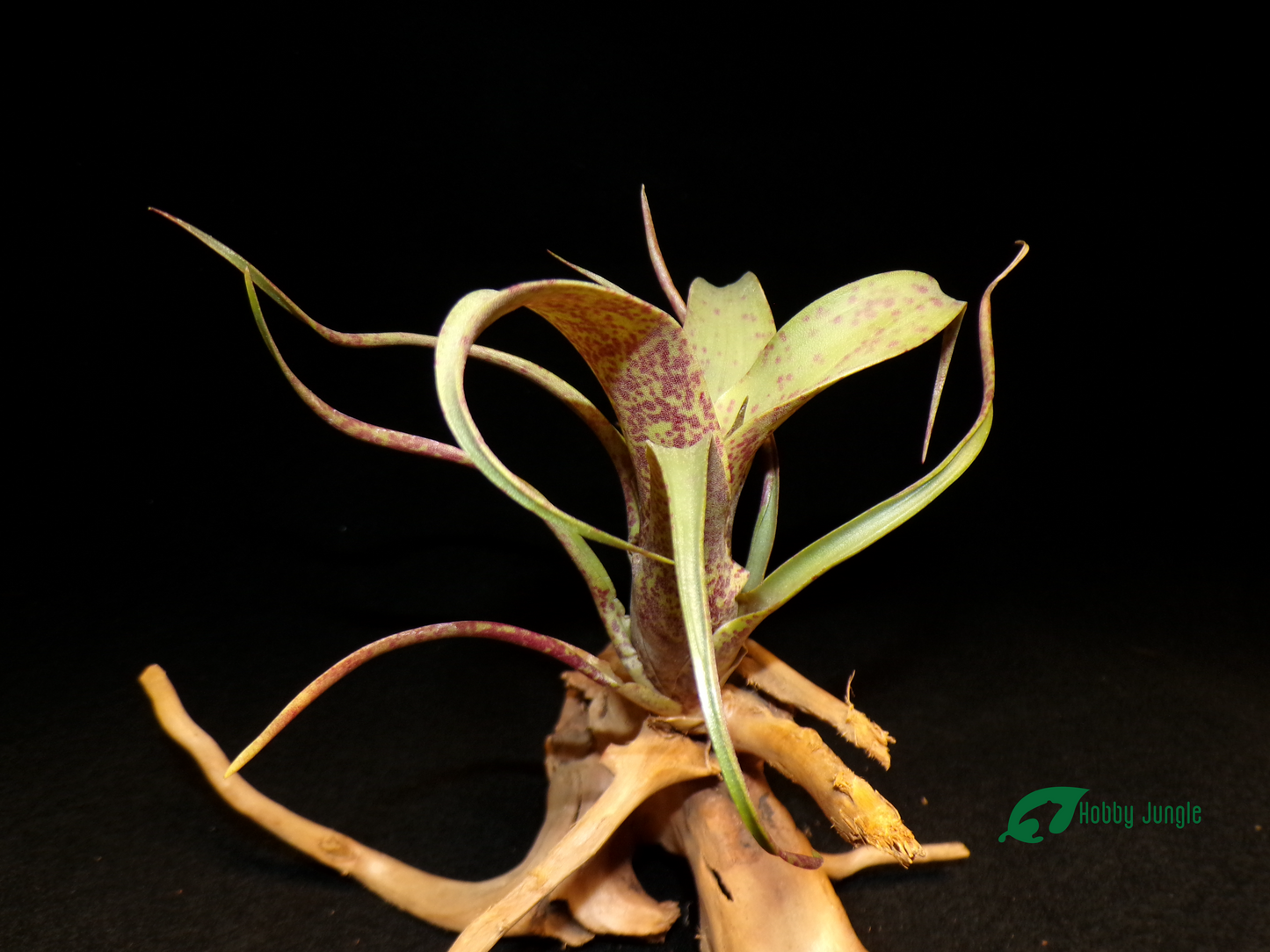 Vriesea Saundersii mini