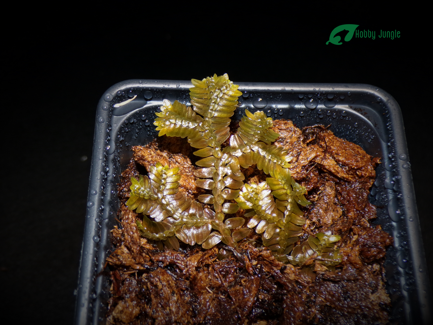 Selaginella sp. bronze