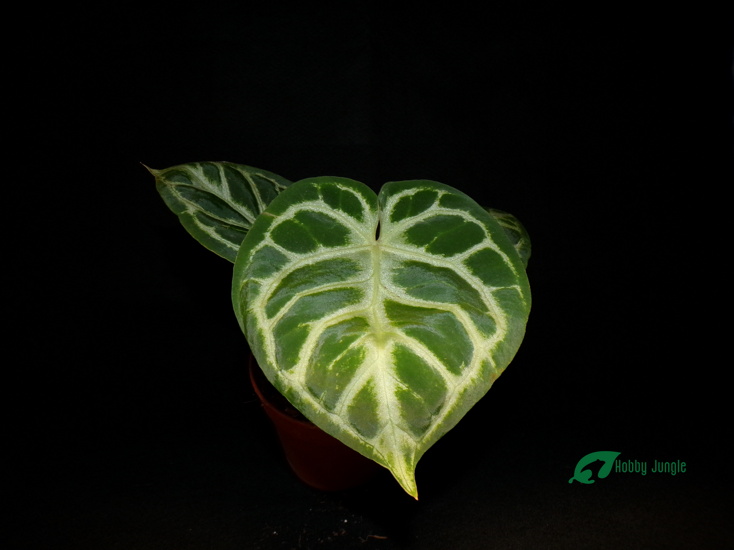 Anthurium crystallinum 'Silver Blush'