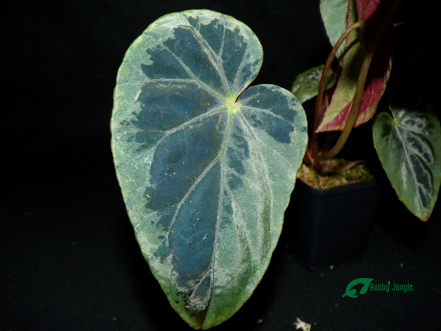 Begonia burkillii "Silver Edge"