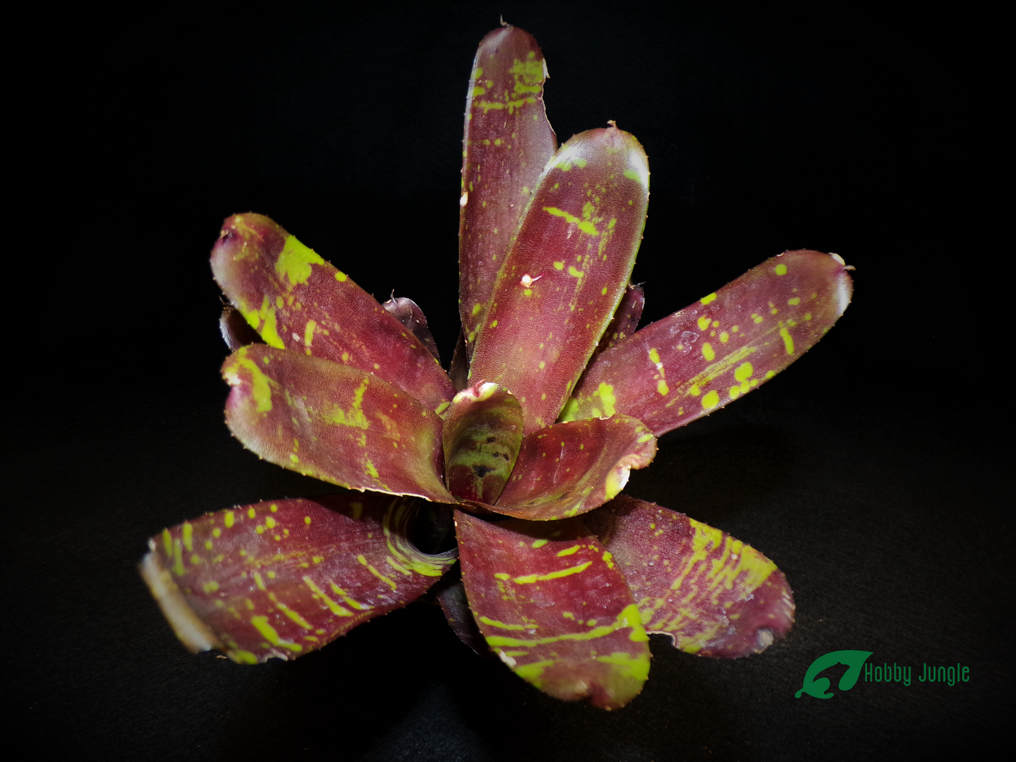 Neoregelia Sneakers Doddle