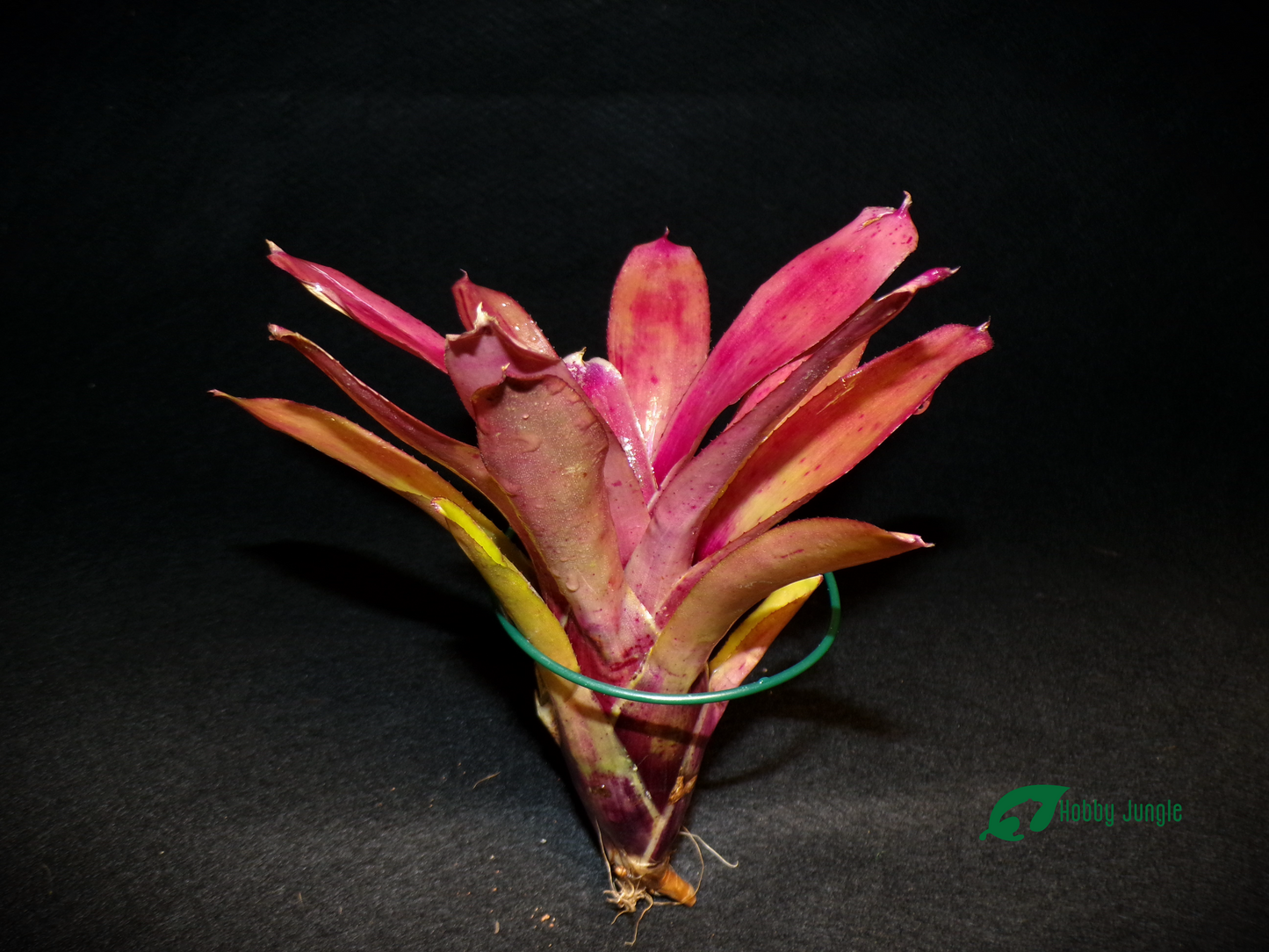 Neoregelia Straight and Narrow