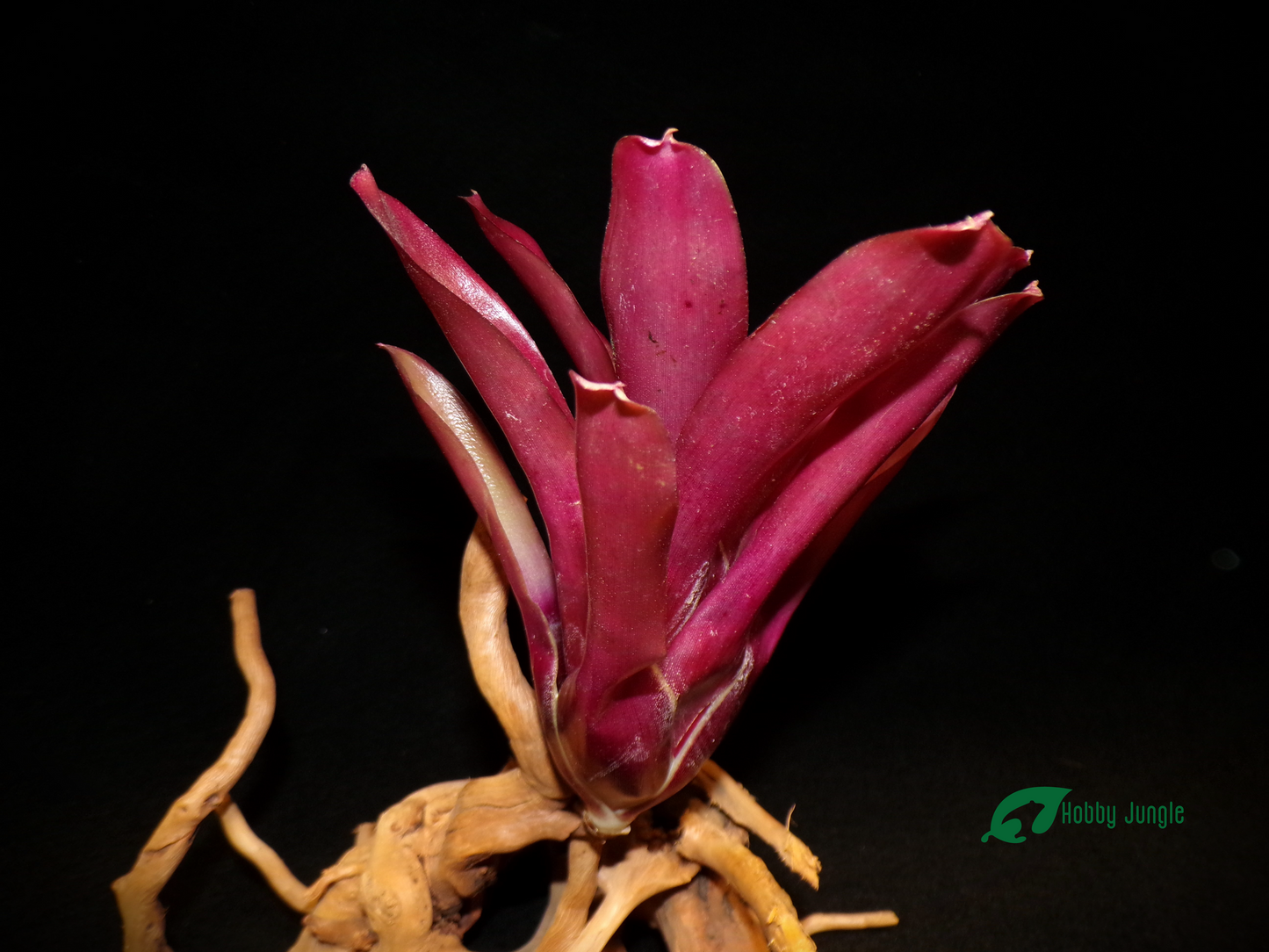 Neoregelia Super Fireball