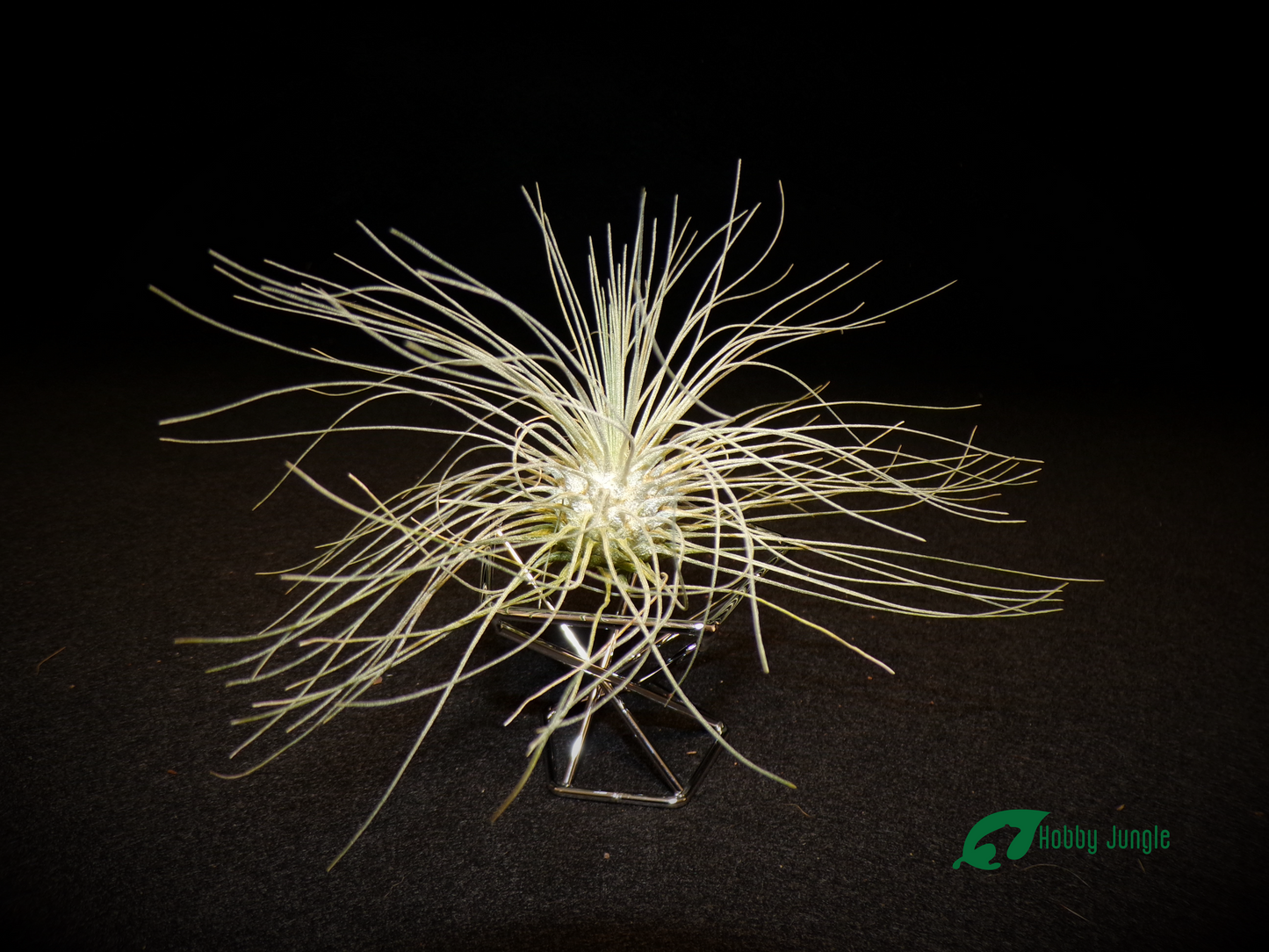 Supporto per Tillandsia