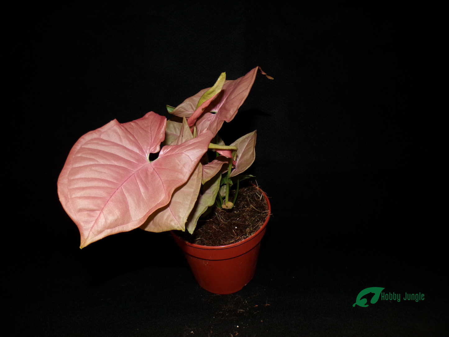 Syngonium podophyllum Pink