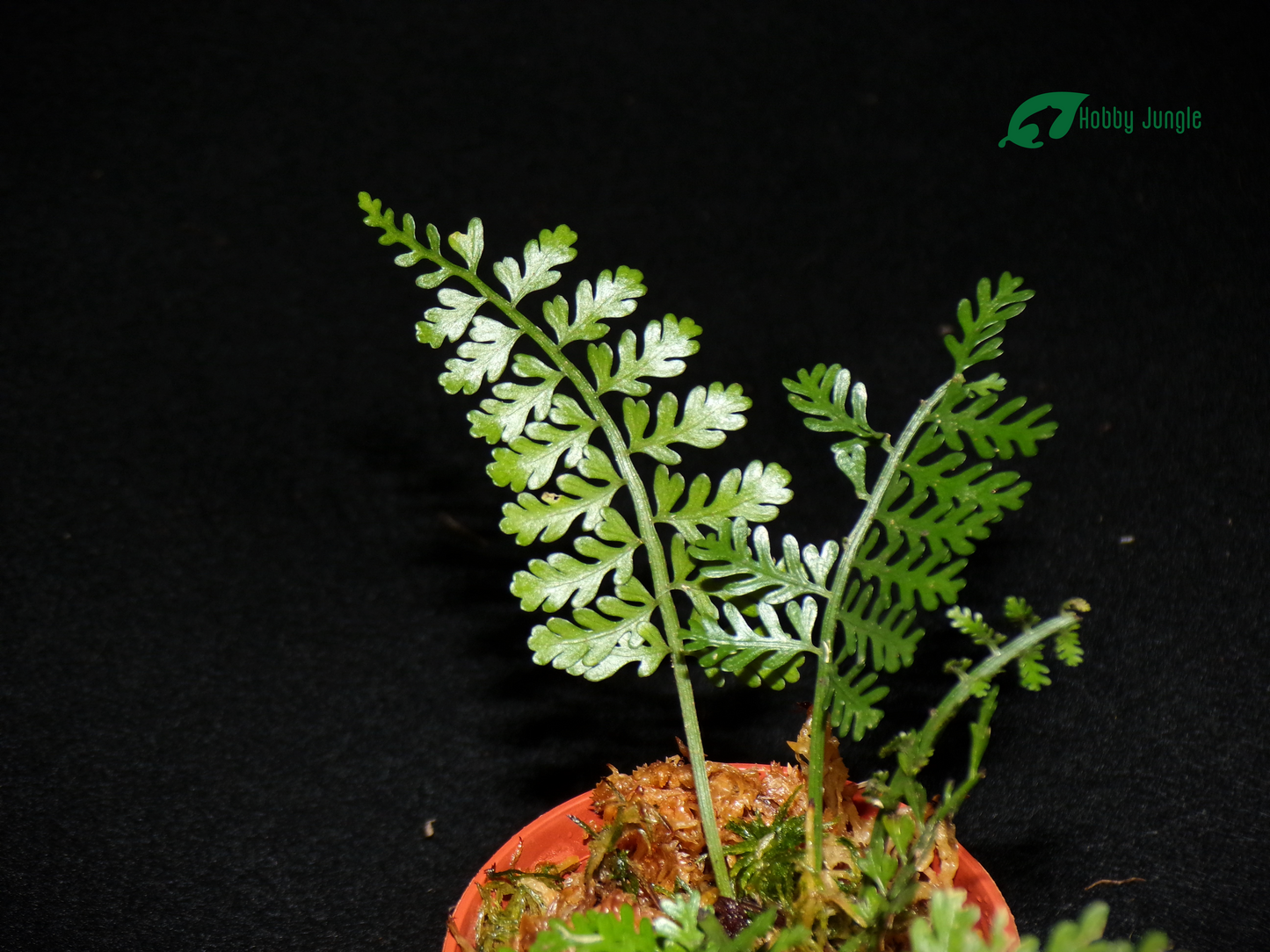 Asplenium thunbergii
