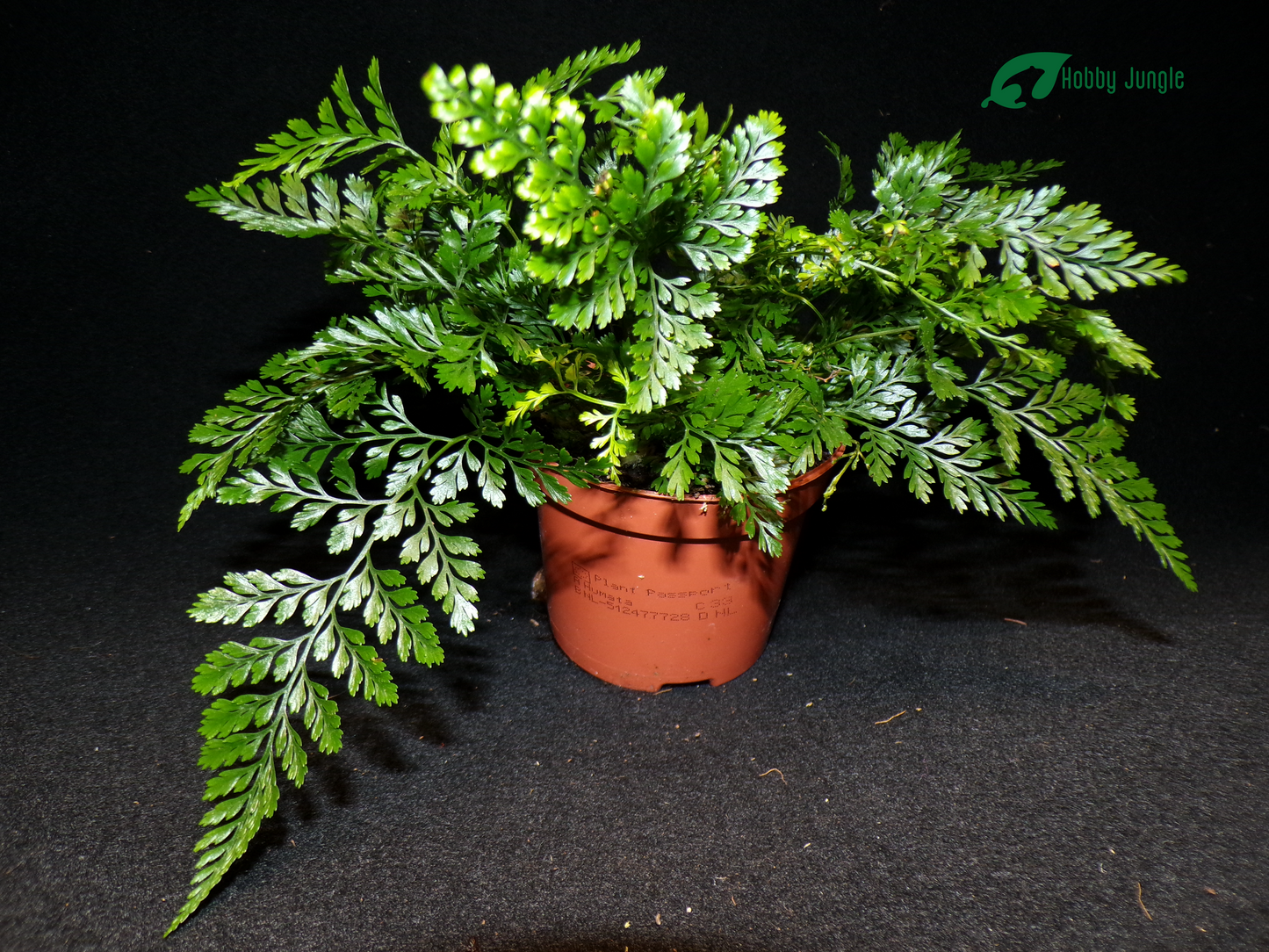 Humata tyermannii (felce tarantola)