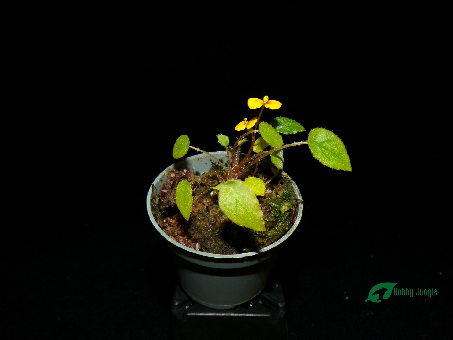 Begonia vankerckhovenii