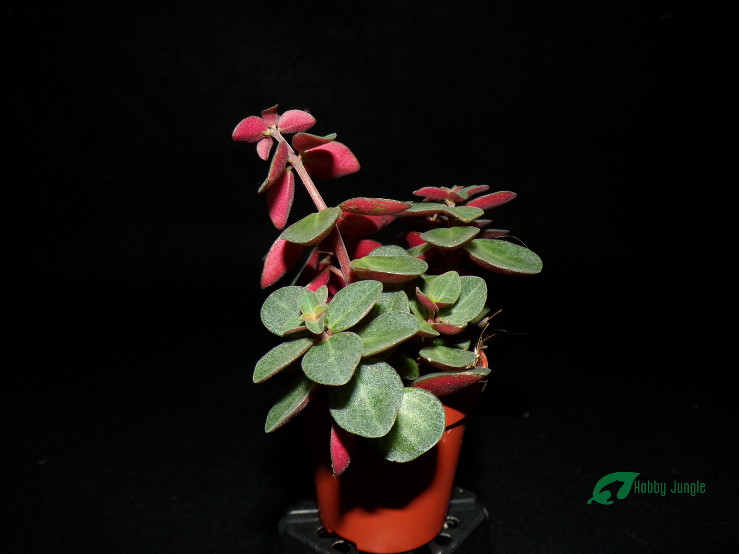 Peperomia verticillata "red log"