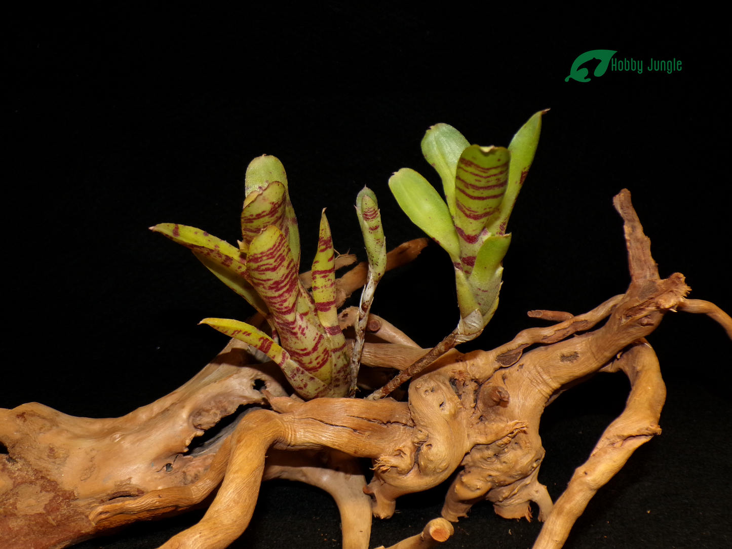 Neoregelia Wee Willy x Dungsiana