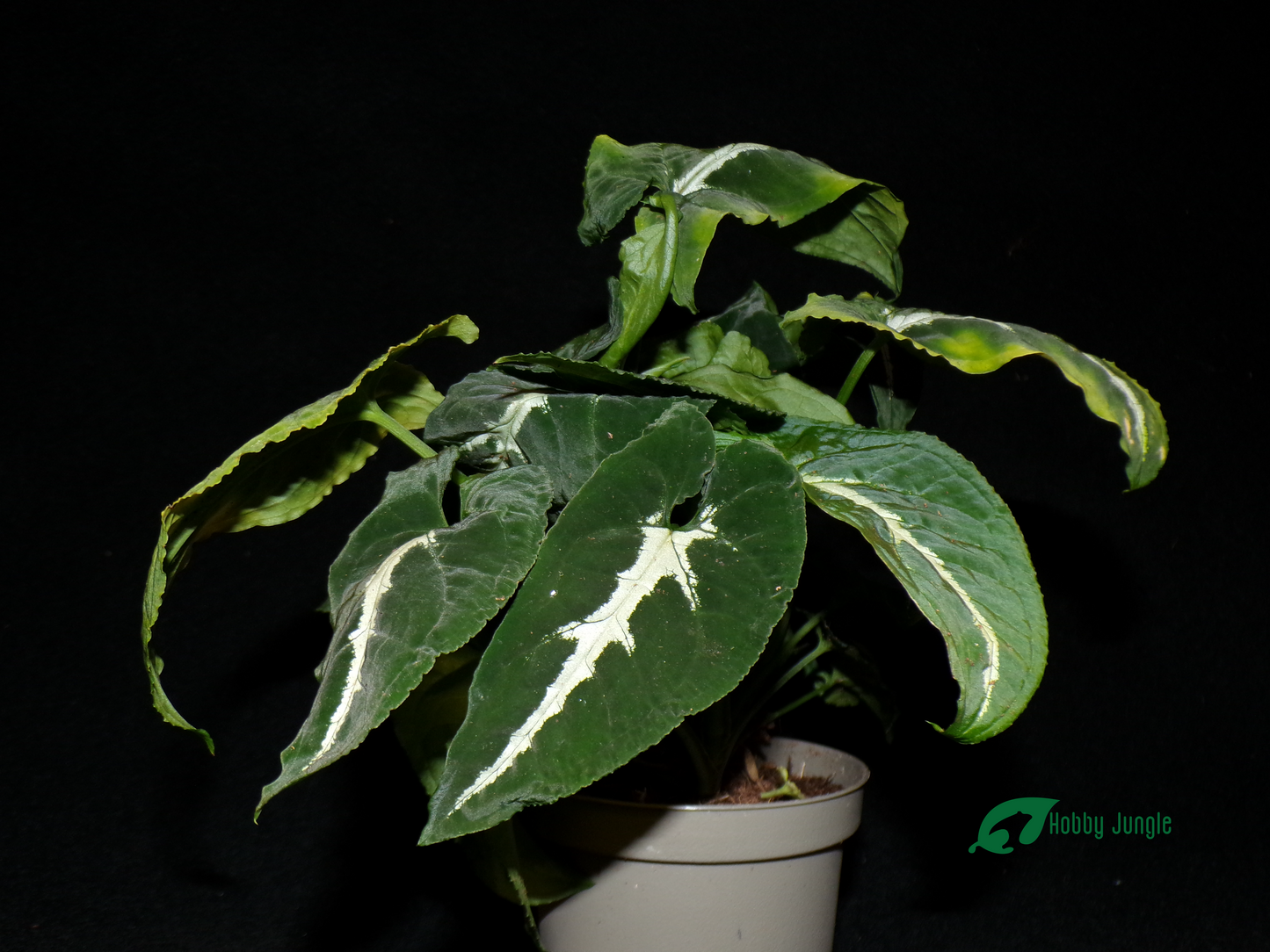 Syngonium wendlandii