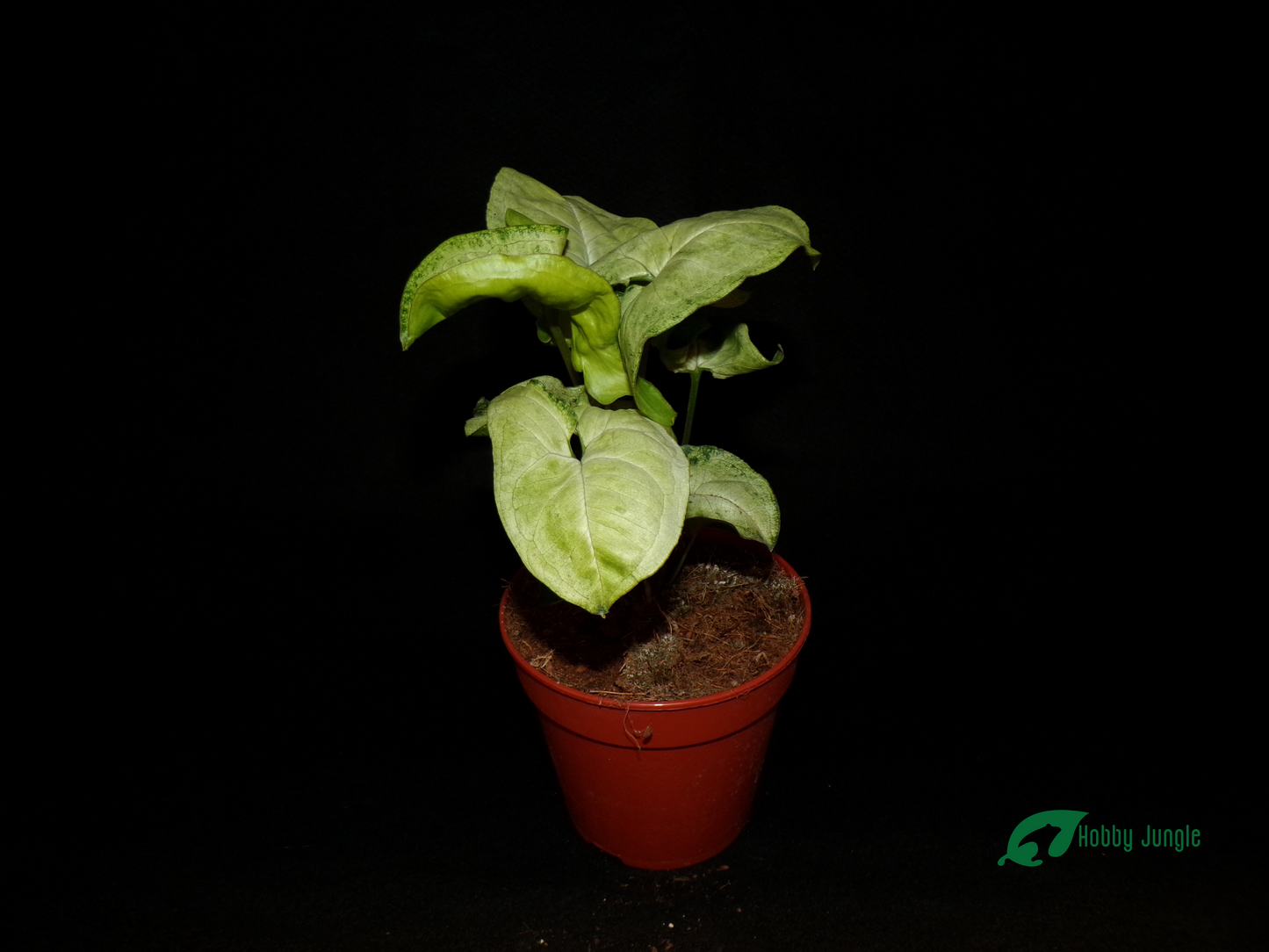 Syngonium podophyllum White Butterfly