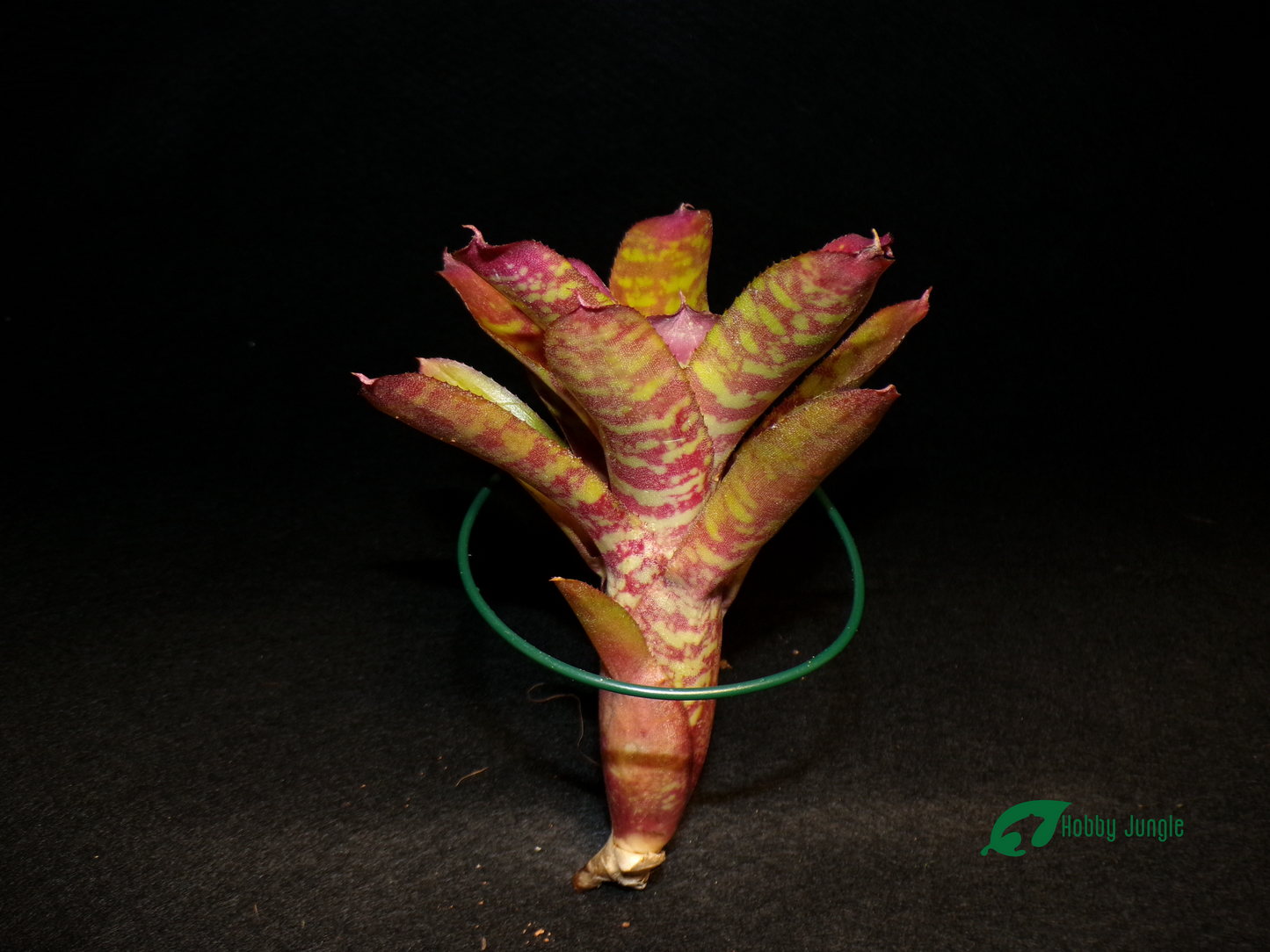 Neoregelia Wild Tiger