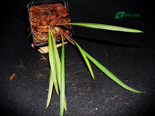 Burttianthus veluntandrus