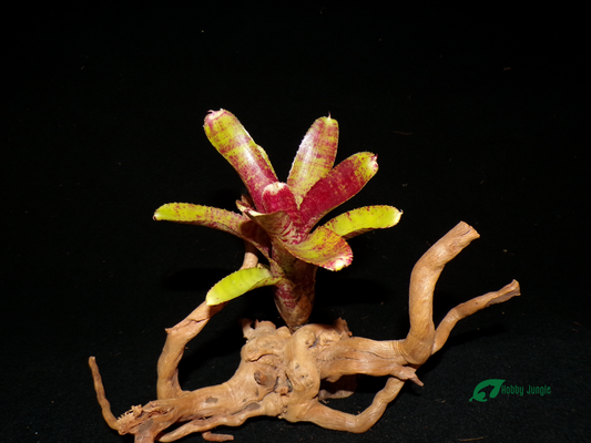 Neoregelia Cougar