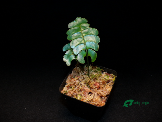 Lindsaea doryphora