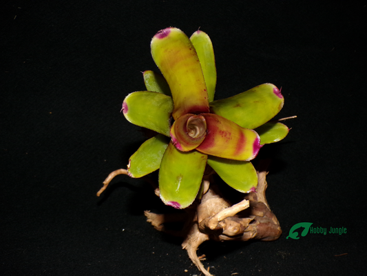 Neoregelia Geppeto