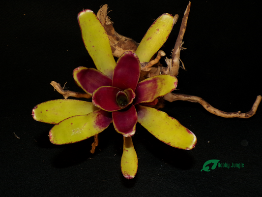 Neoregelia Green Ball