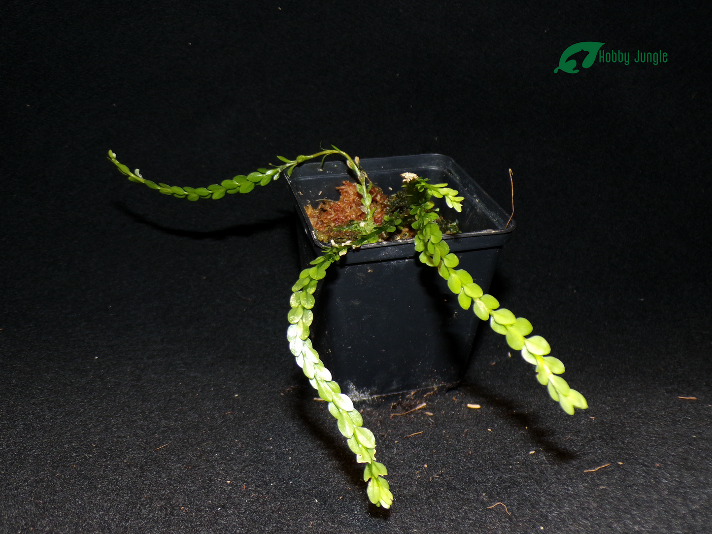 Huperzia nummulariifolia (Phlegmariurus nummulariifolius) – Hobby Huperzia nummulariifolia (Phlegmariurus nummulariifolius) – Hobby