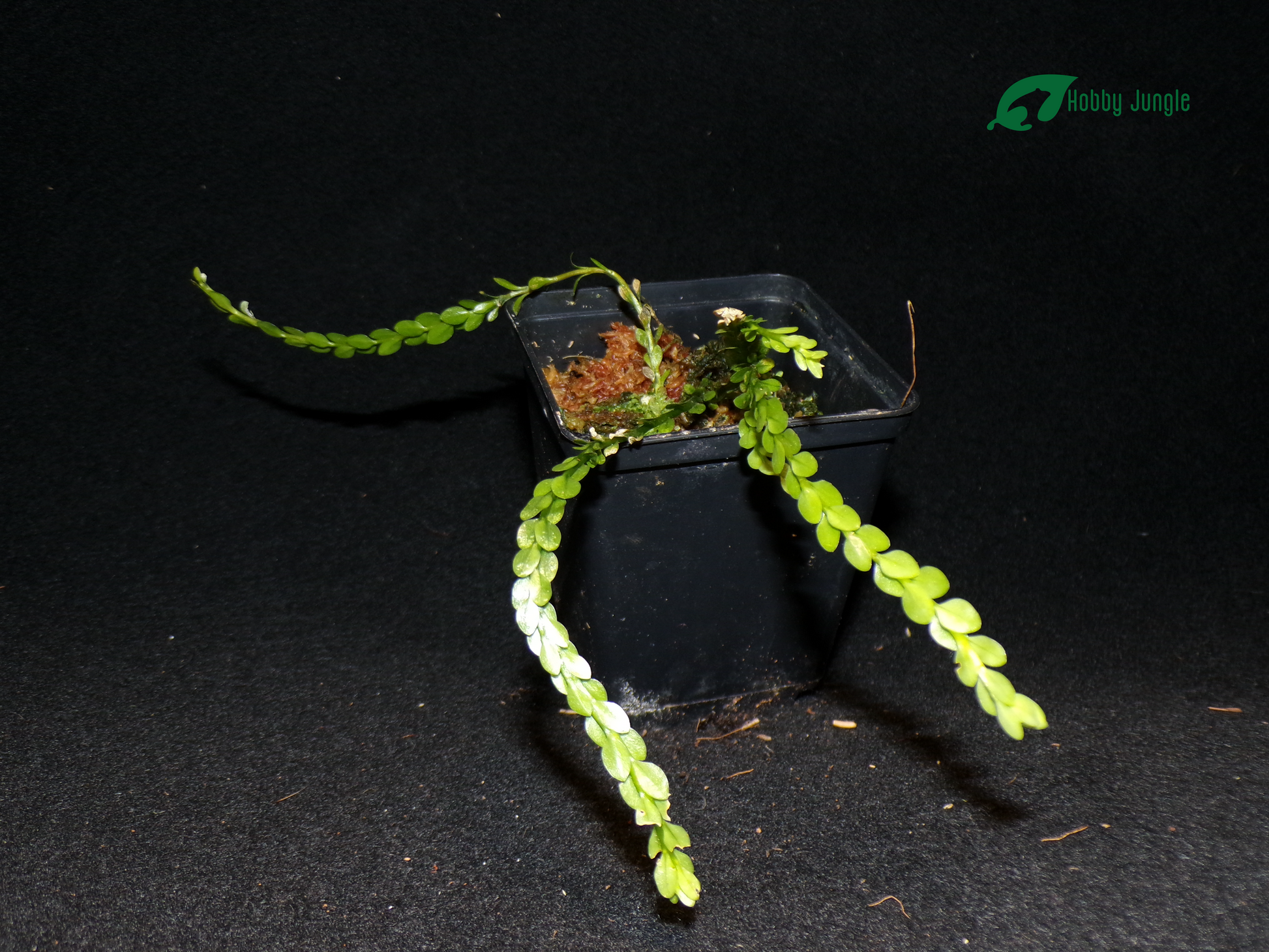 Huperzia nummulariifolia (Phlegmariurus nummulariifolius) – Hobby Huperzia nummulariifolia (Phlegmariurus nummulariifolius) – Hobby