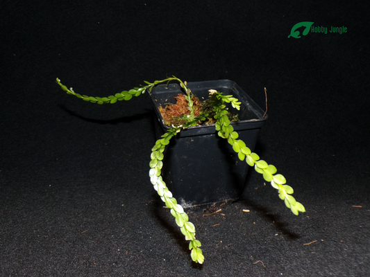 Huperzia nummulariifolia (Phlegmariurus nummulariifolius)