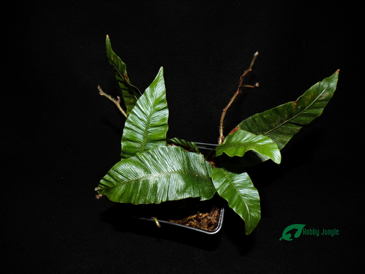 Humata (Davallia) heterophylla