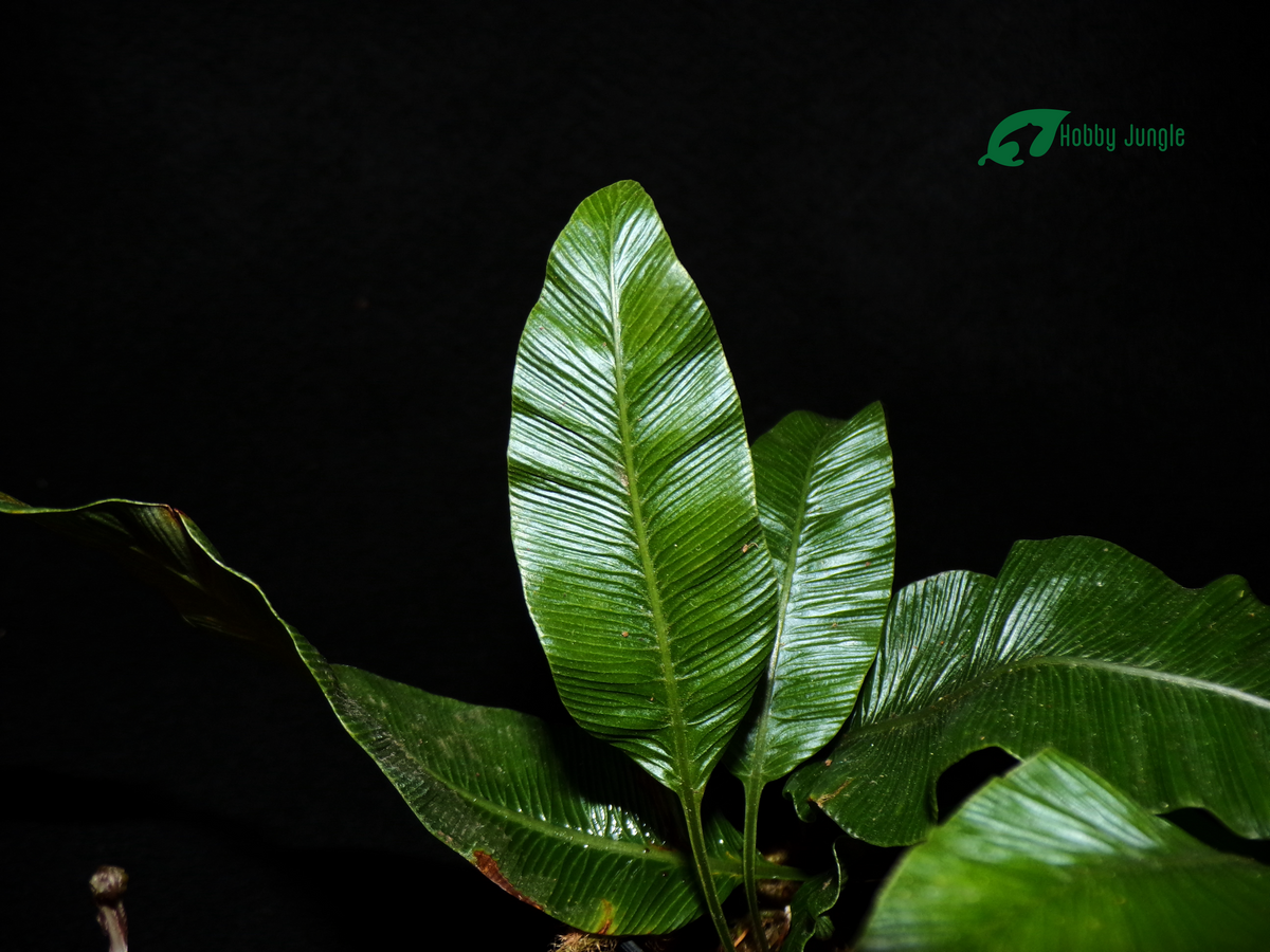 Humata Fern Humata (Davallia) heterophylla – Hobby Jungle