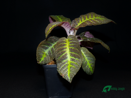 Nautilocalyx picturatus (RARA)