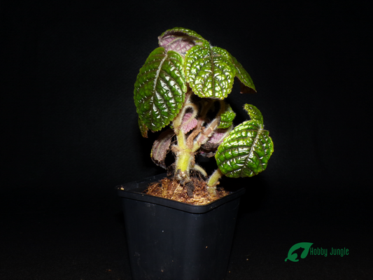 Nautilocalyx sp. Ecuador