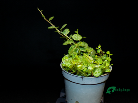 Peperomia prostrata