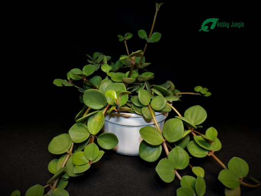 Peperomia tetraphylla ‘Hope’
