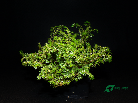 Pilea microphylla