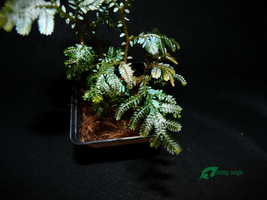 Selaginella intermedia "Black form"